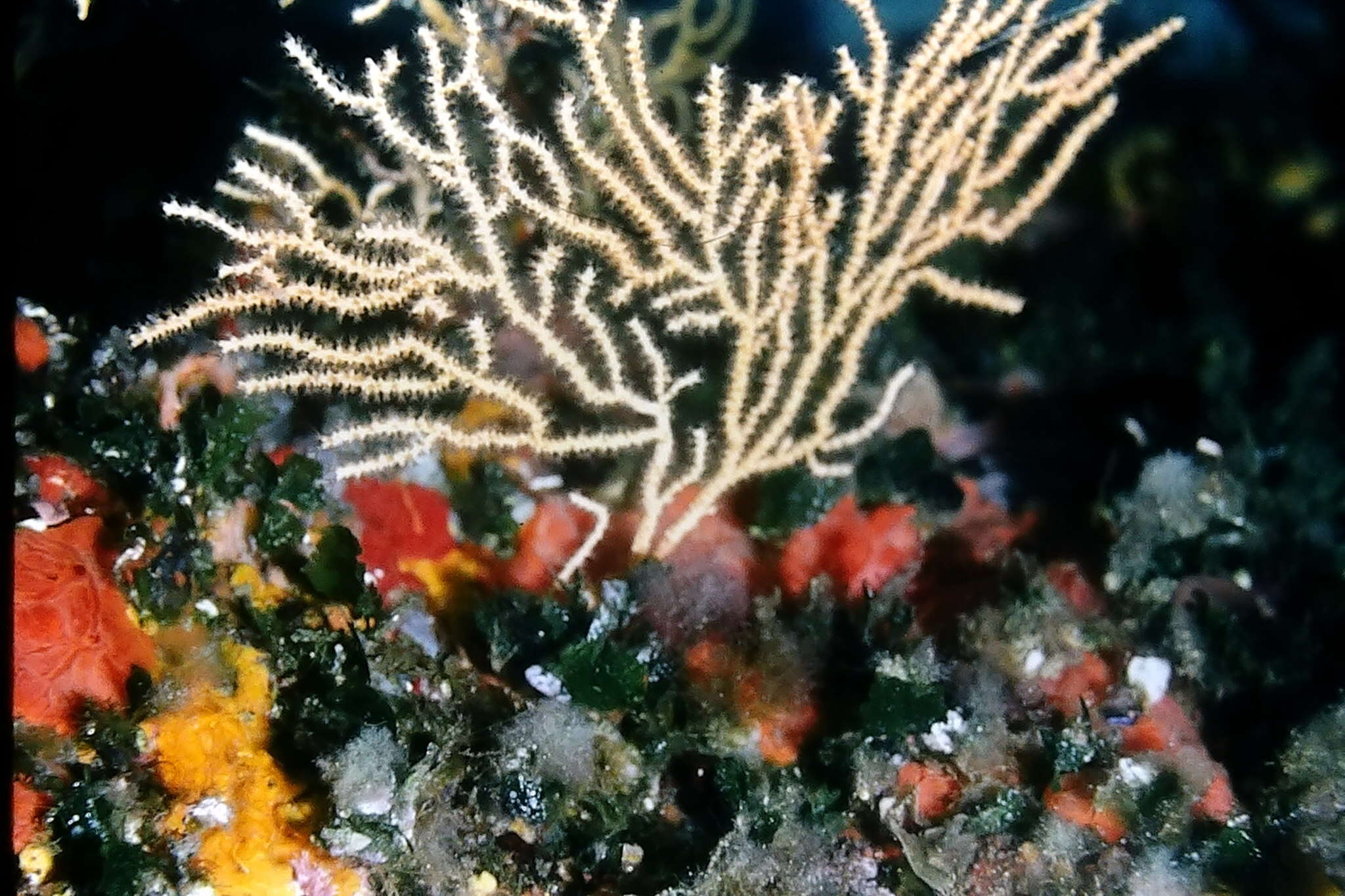 Image of yellow gorgonian