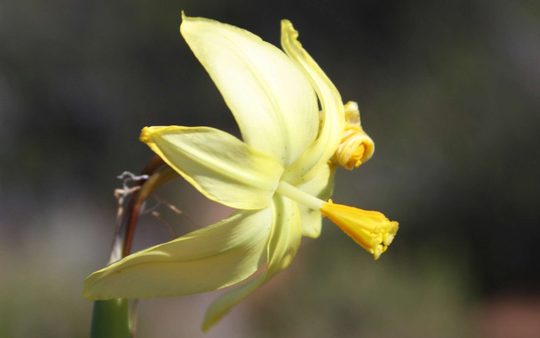 Image of Moraea reflexa Goldblatt