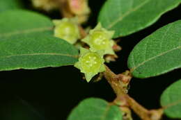 Image of Bridelia stipularis (L.) Blume