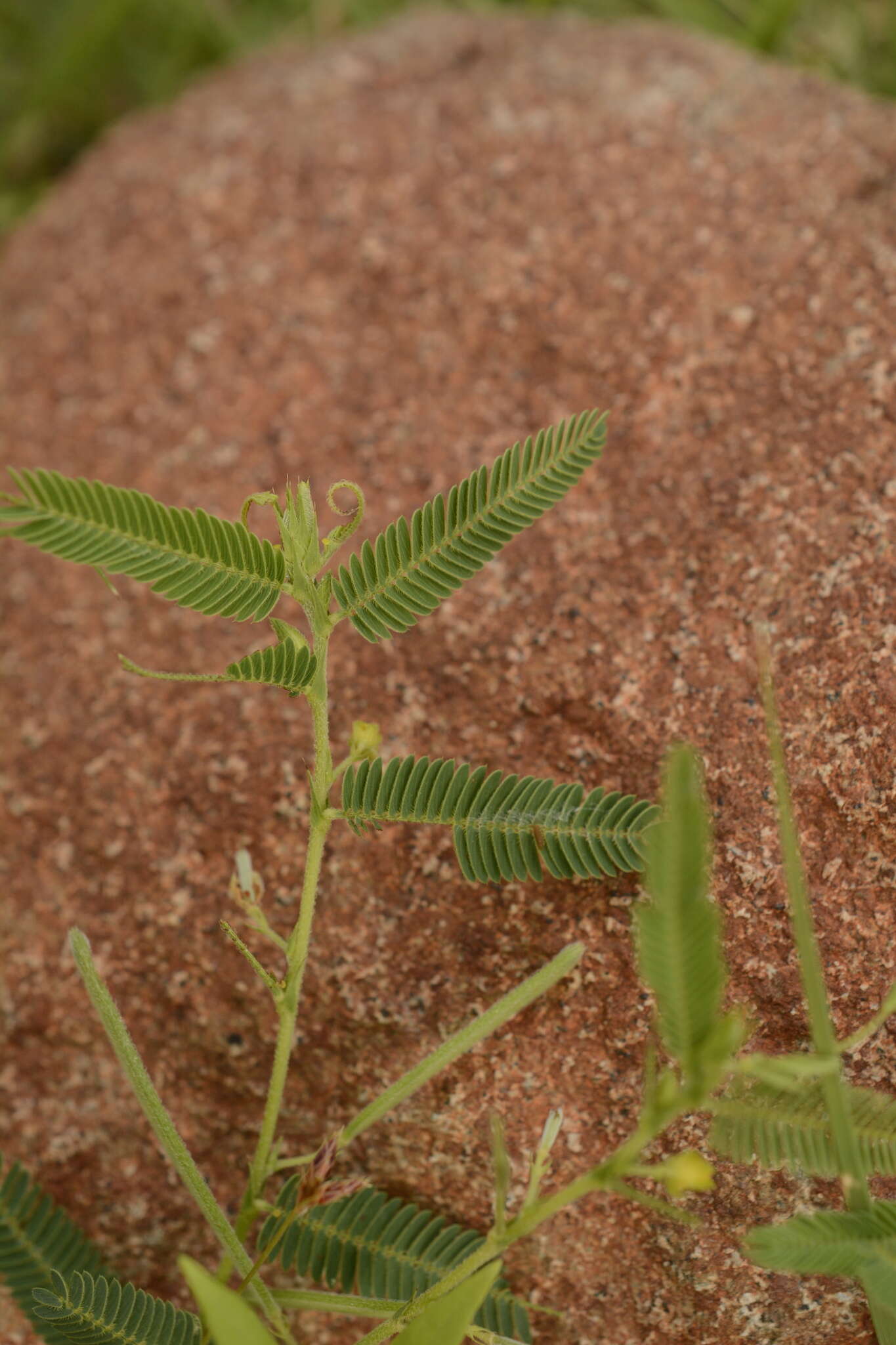 Chamaecrista pumila (Lam.) K. Larsen的圖片