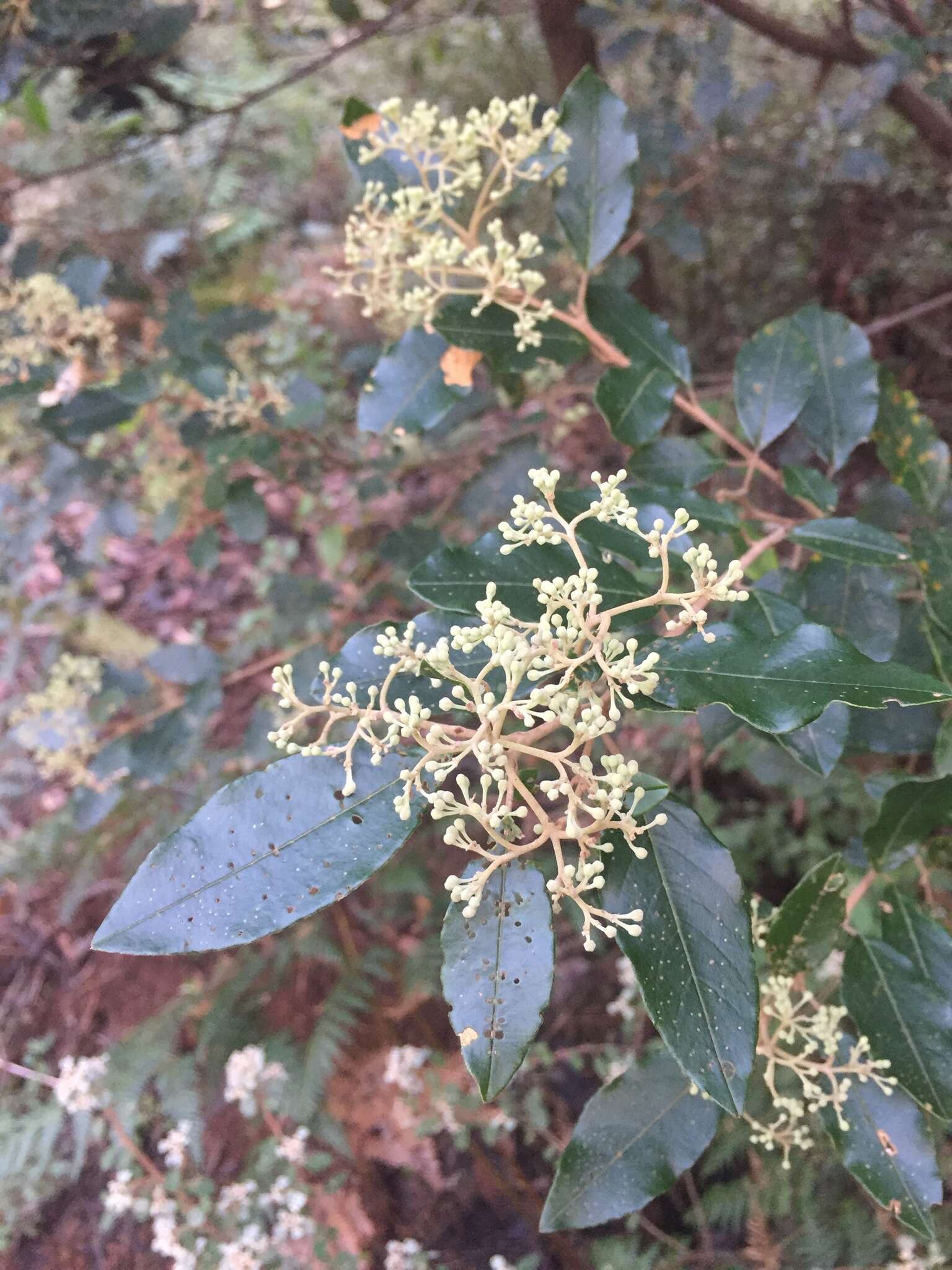 Pomaderris elliptica Labill. resmi