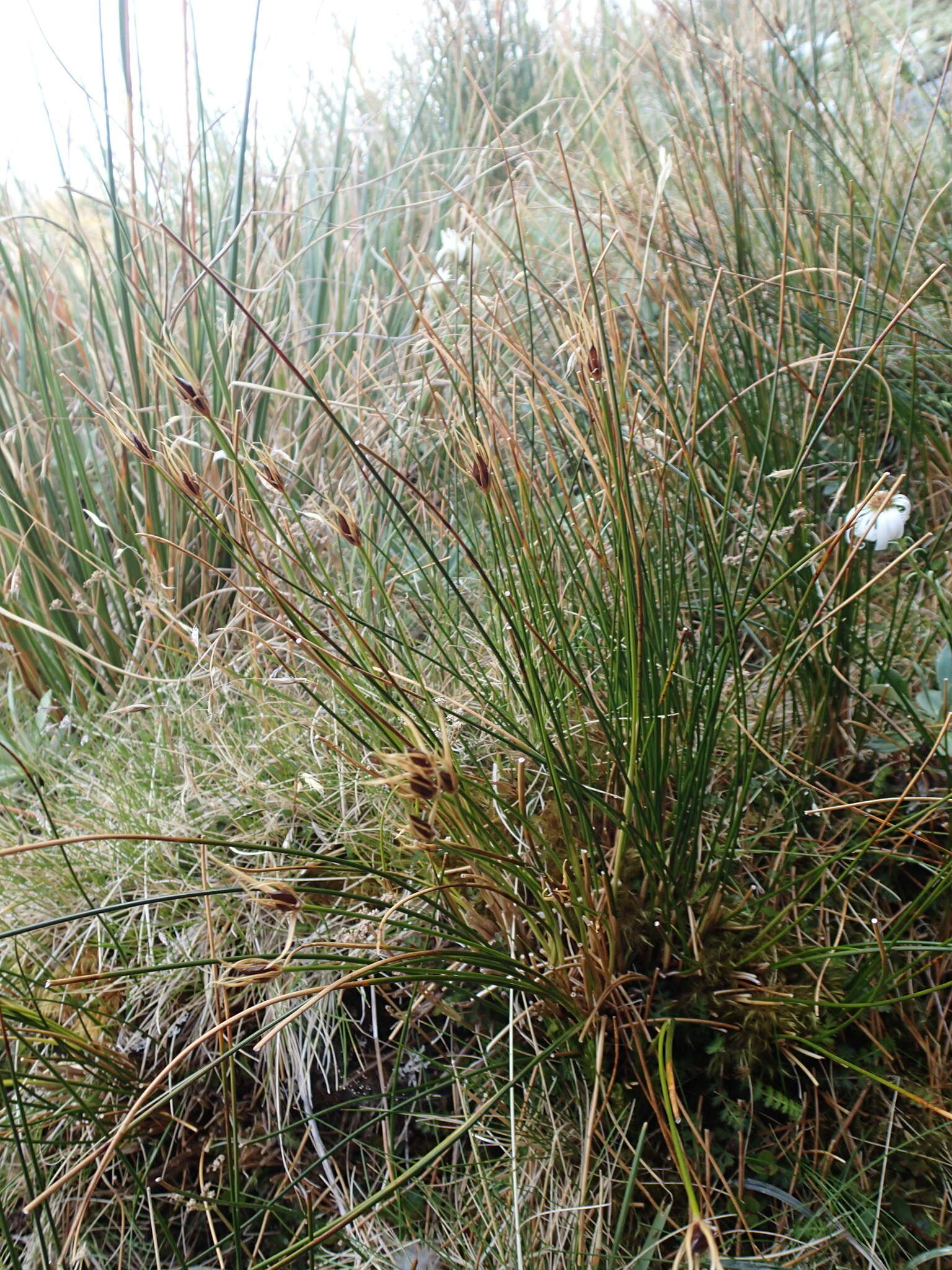 Marsippospermum gracile (Hook. fil.) Buch. resmi