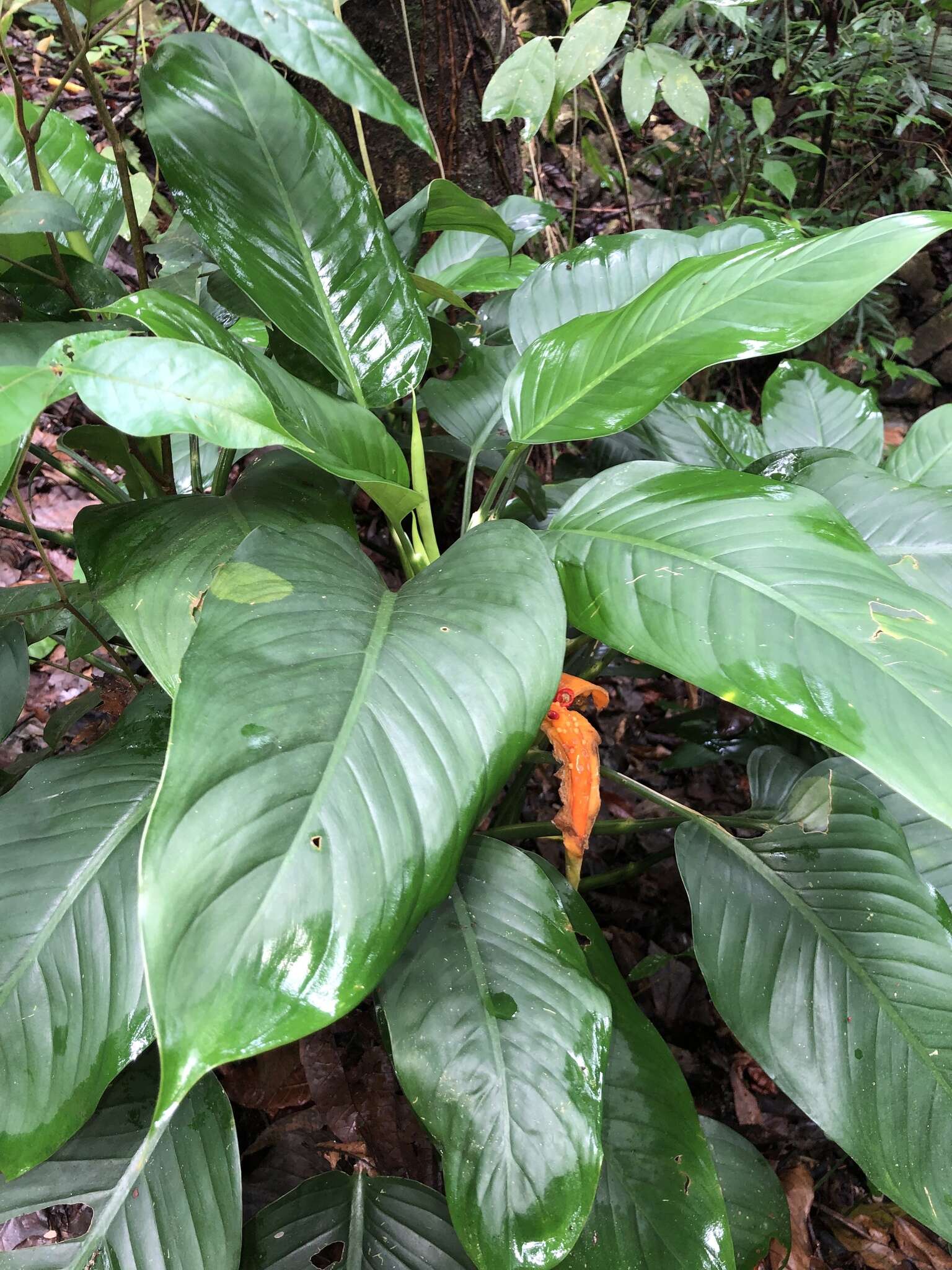 Image of Dieffenbachia wendlandii Schott