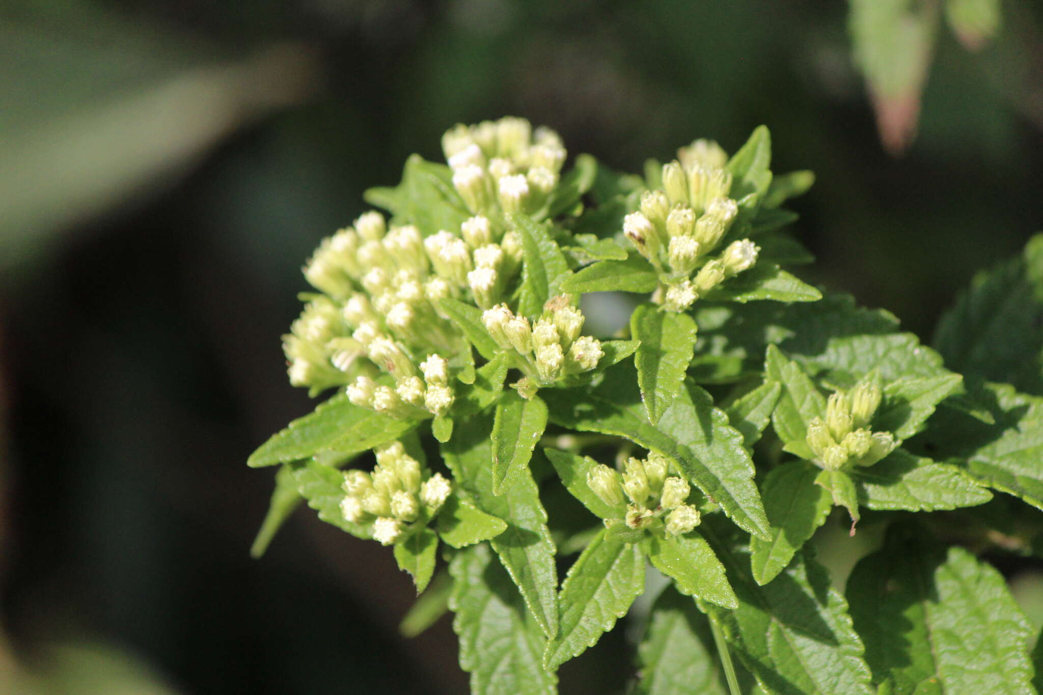 Image of Ageratina brevipes (DC.) R. King & H. Rob.