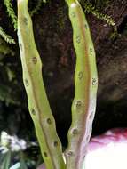 Image of Lepisorus monilisorus (Hayata) Tag.