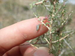 Image of Aspalathus lactea subsp. breviloba R. Dahlgren