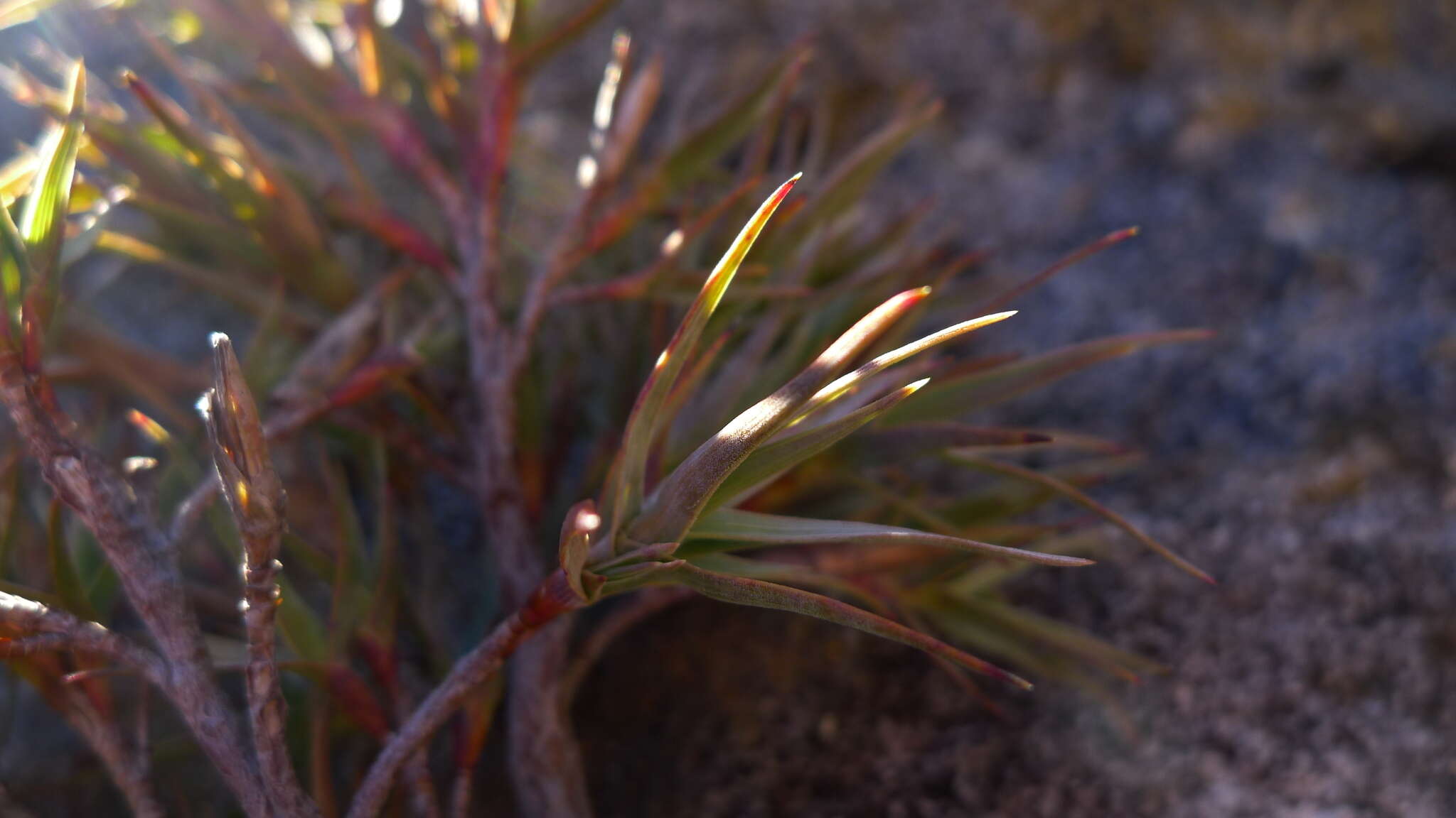 Слика од Dracophyllum kirkii Berggr.