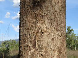 Image de Eucalyptus leptophleba F. Müll.