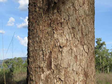 Image of Eucalyptus leptophleba F. Müll.