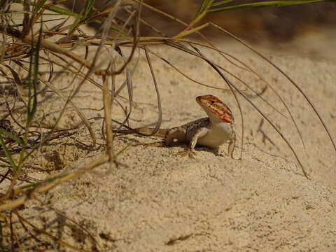 Image of Cozumel Spiny Lizard