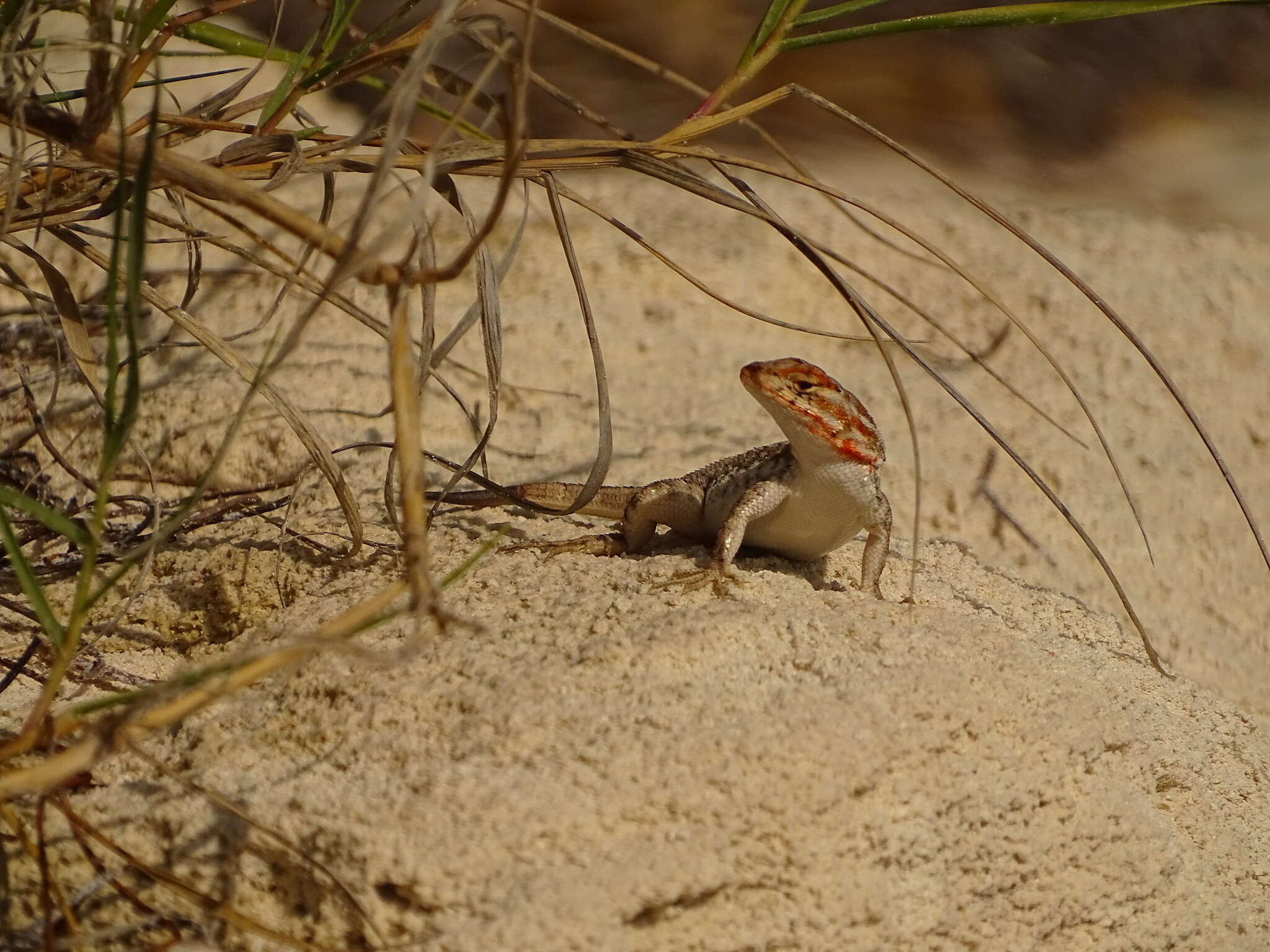 Sivun Sceloporus cozumelae Jones 1927 kuva