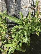 Image of Urtica incisa Poir.