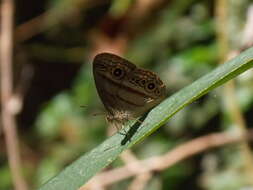 Image of Mycalesis mehadeva Boisduval 1832