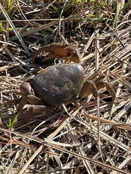 Image of Potamonautes unispinus Stewart & Cook 1998