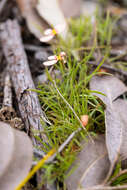 Image of Stylidium uniflorum subsp. uniflorum