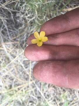 Image of southern flax