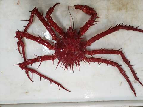 Image of porcupine king crab