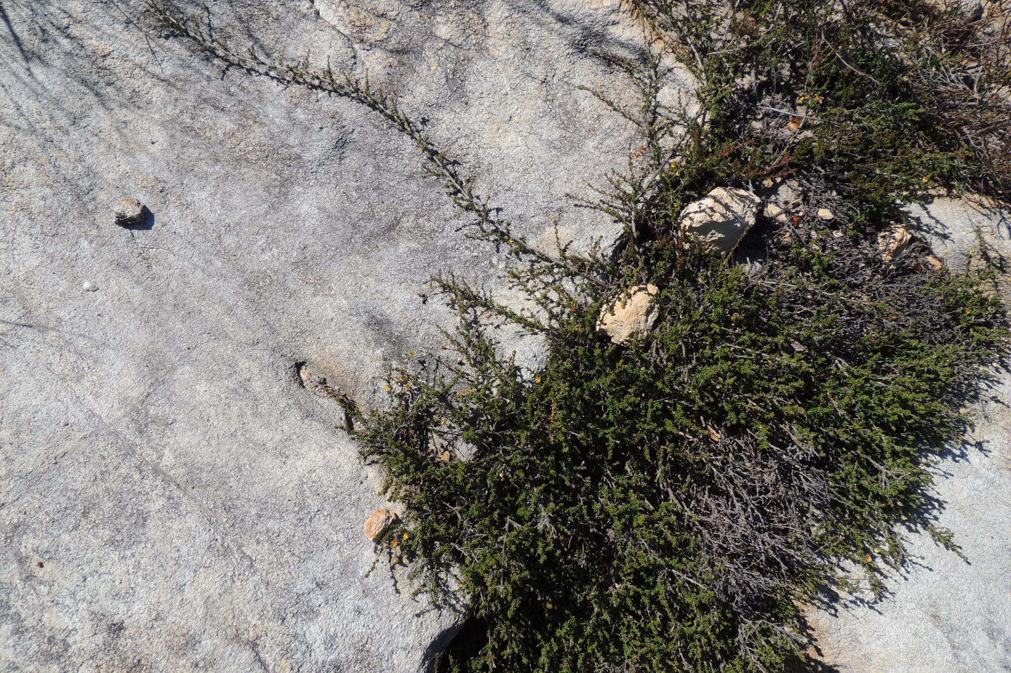 Image of Aspalathus biflora subsp. biflora