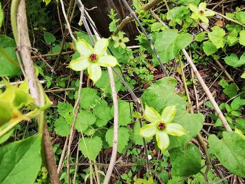 Image of Gonolobus erianthus Decne.