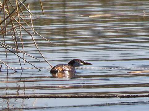 Image of Short-winged Grebe