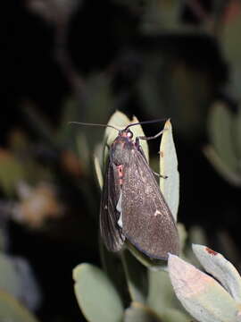 Image of Euchaetes zella Dyar 1902