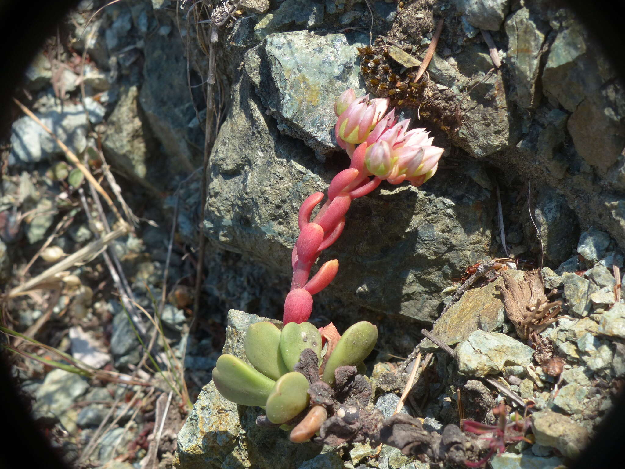 Imagem de Sedum laxum subsp. laxum