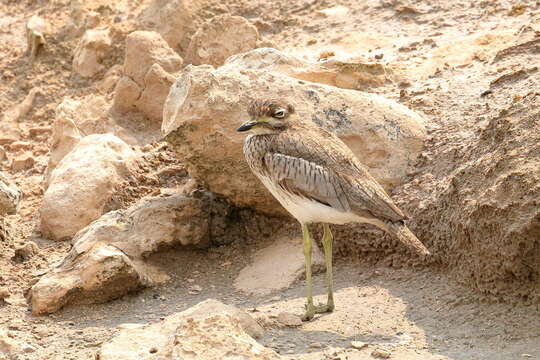 Plancia ëd Burhinus vermiculatus vermiculatus (Cabanis 1868)