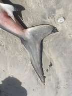 Image of Spinner Shark