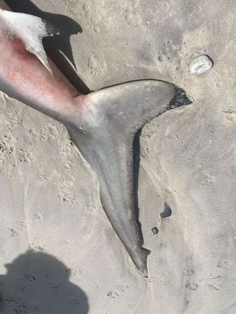 Image of Spinner Shark