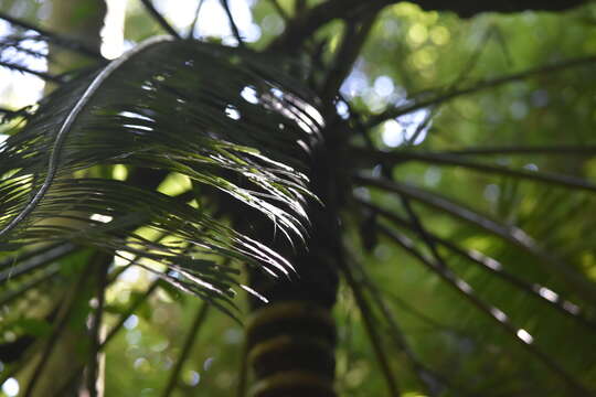 Image of Cycas inermis Lour.