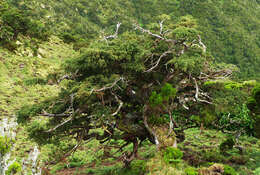 Слика од Juniperus brevifolia (Seub.) Antoine