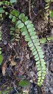 Слика од Asplenium tripteropus Nakai