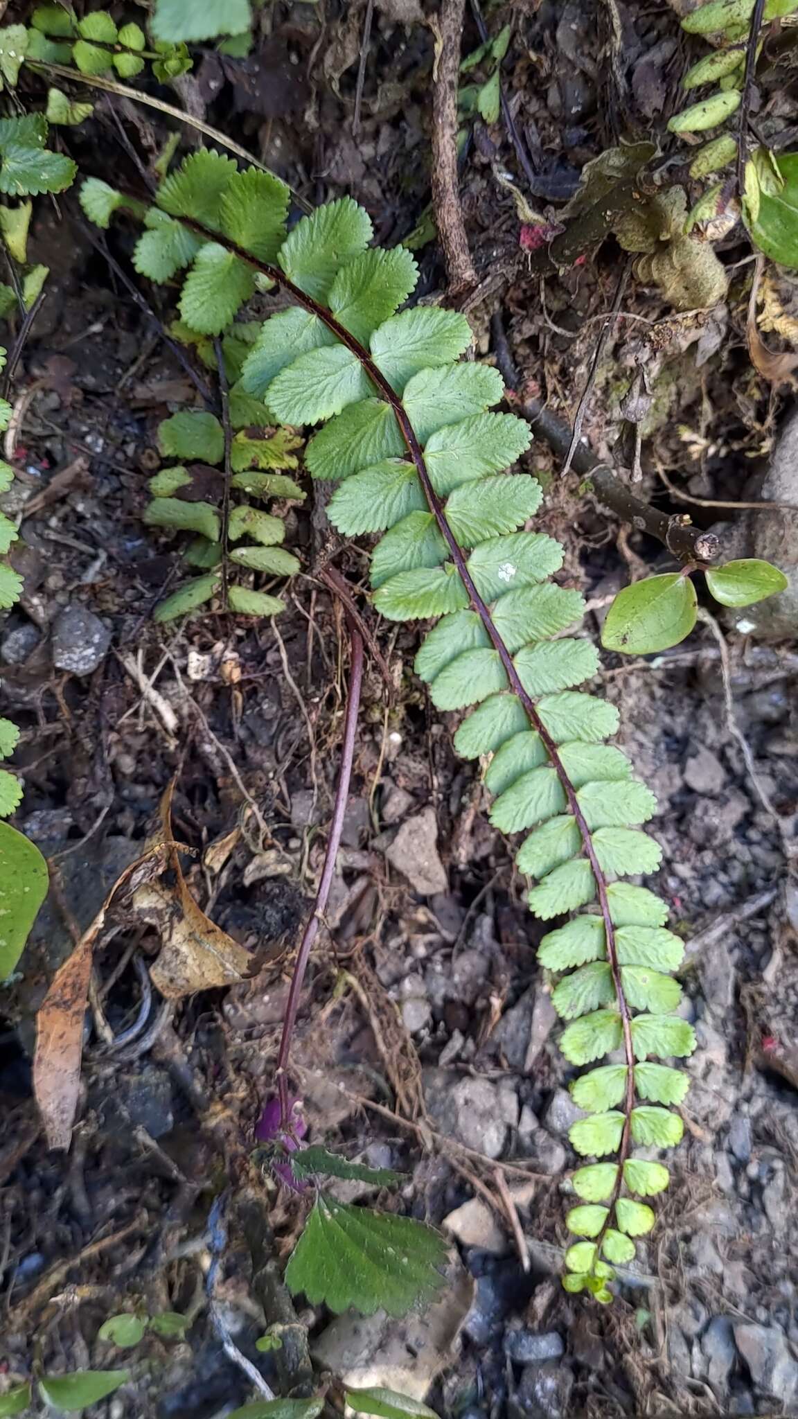 Image de Asplenium tripteropus Nakai