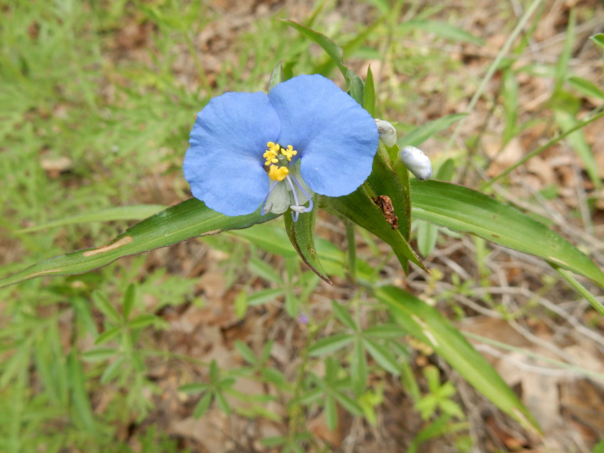 Image of Blousel Blommetjie