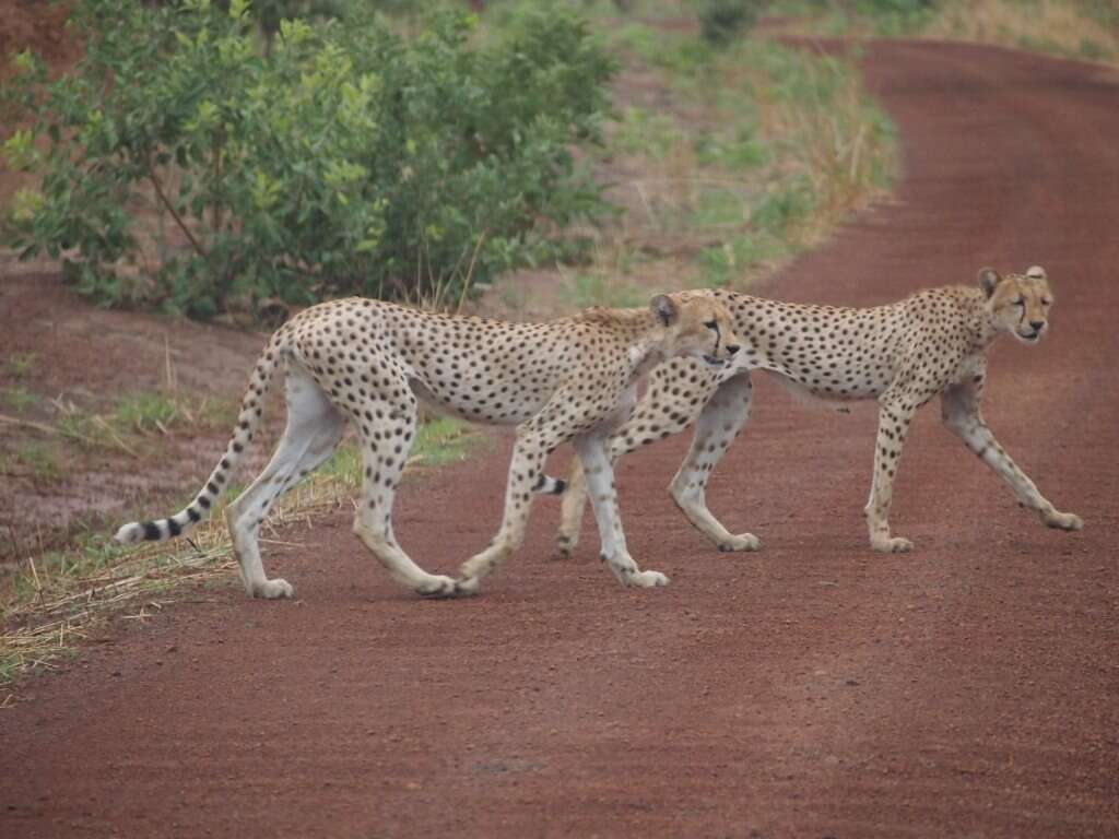 Image of Northwest African Cheetah