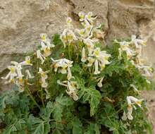 Plancia ëd Pseudofumaria alba subsp. acaulis (Wulfen) Lidén