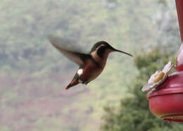 Image of White-bellied Woodstar