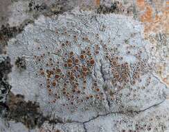 Image of Bumpy rim-lichen;   Rim lichen