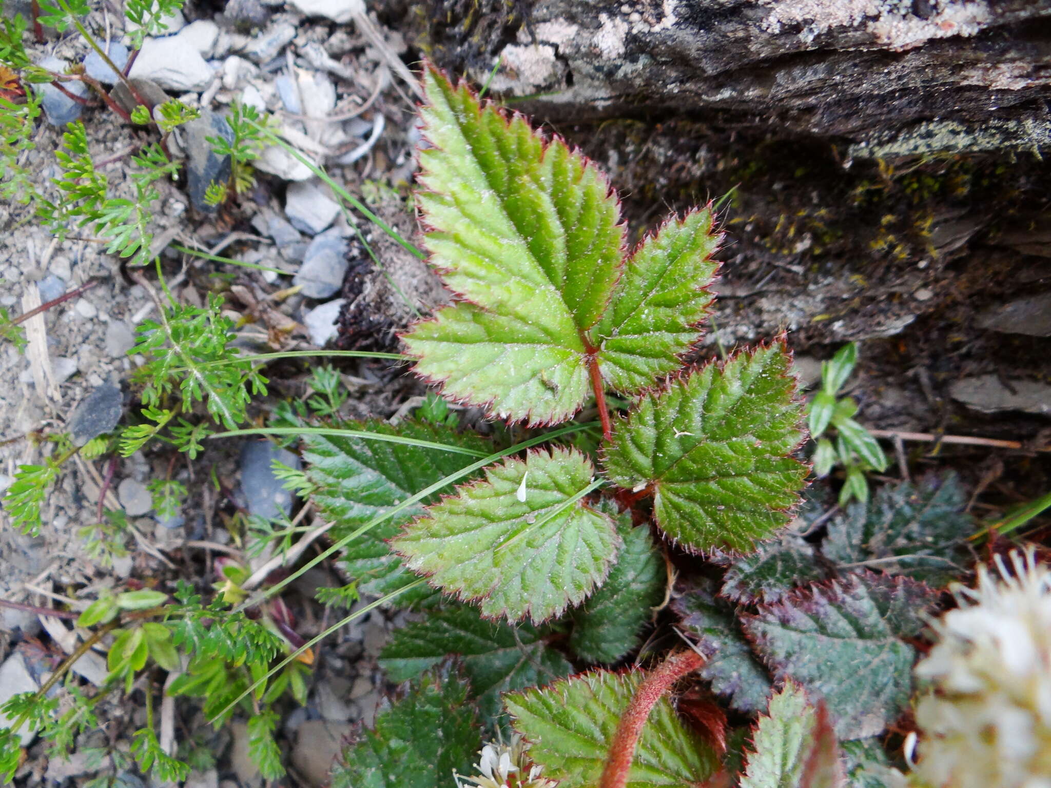 Image of Astilbe macroflora Hayata