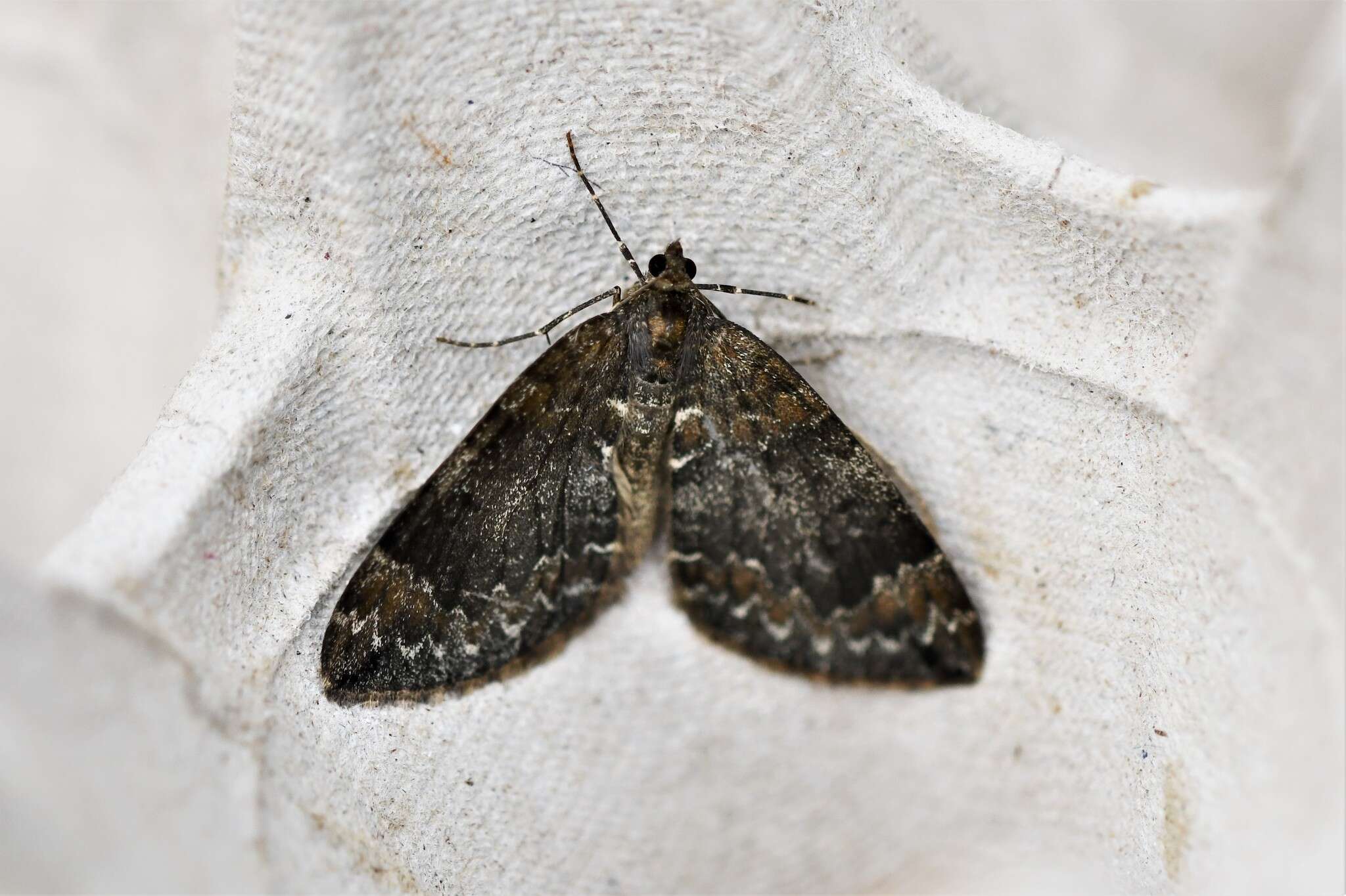 Image of common marbled carpet