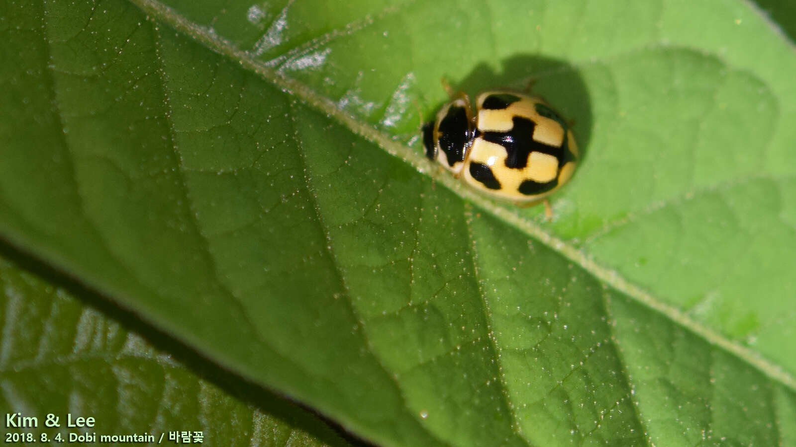 Image of Propylea japonica (Thunberg 1781)