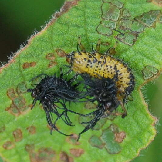 Слика од Eurypedus peltoides Boheman 1854