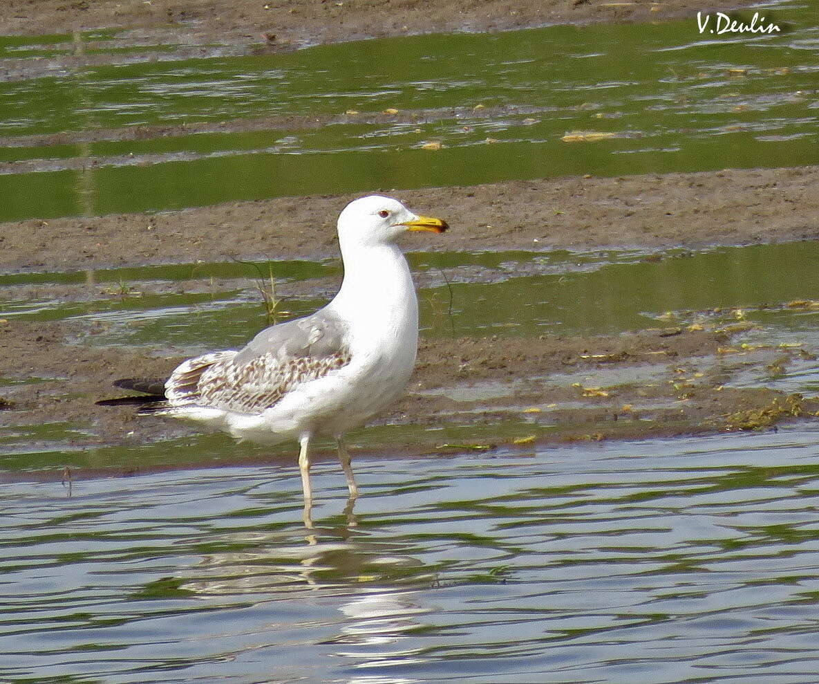 Image of Caspian Gull