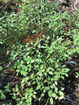 Image de Vaccinium scoparium Leiberg