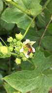 Image of Andrena florea Fabricius 1793