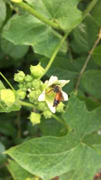 Andrena florea Fabricius 1793 resmi