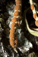 Image of redscale scaly polypody