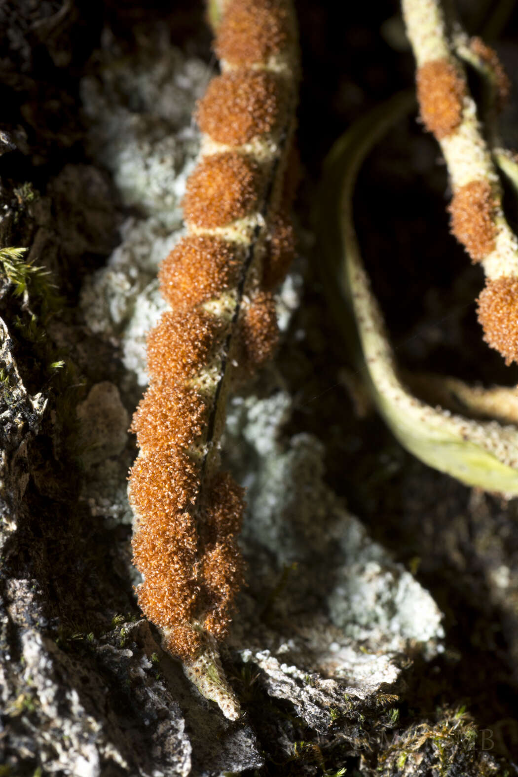 Image of redscale scaly polypody