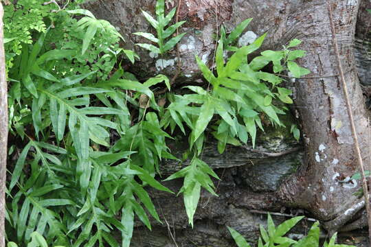 Image of golden polypody