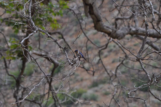 Image of Western Bluebird